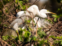 Snowy Egret South Carolina Feb 2026-7804