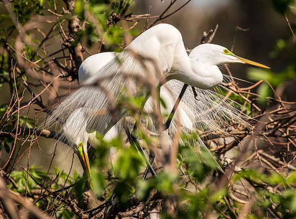 Snowy Egret South Carolina Feb 2026-7804