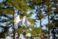 Snowy Egret South Carolina Feb 2026-7820