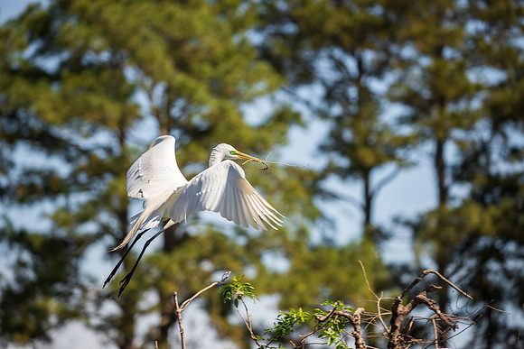 Snowy Egret South Carolina Feb 2026-7820