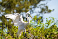 Snowy Egret South Carolina Feb 2026-7824