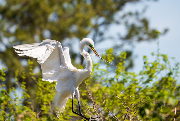 Snowy Egret South Carolina Feb 2026-7824
