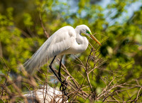 Snowy Egret South Carolina Feb 2026-7829