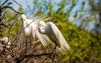 Snowy Egrets South Carolina Feb 2026-7832