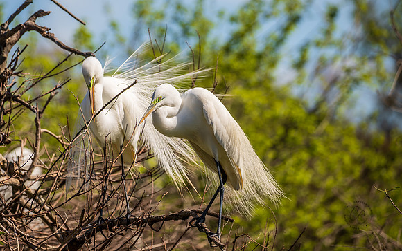 Snowy Egrets South Carolina Feb 2026-7832