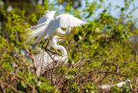 Snowy Egret South Carolina Feb 2026-7826
