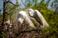 Snowy Egrets South Carolina Feb 2026-7840