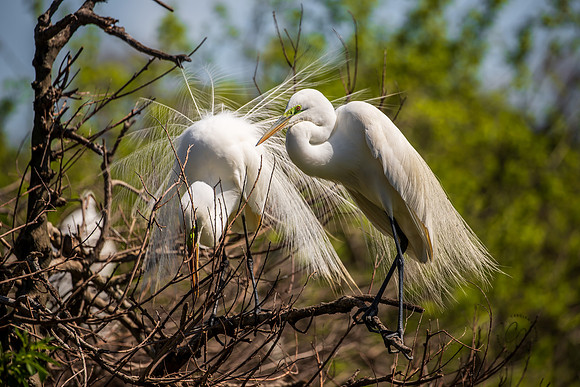 Snowy Egrets South Carolina Feb 2026-7840