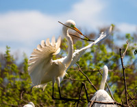 South Carolina - was a eye opener on new, to me, birds to photograph!  And living in harmony with the turtles and alligators lurking in the water.  Also found my first shark tooth there!