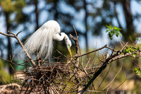 Snowy Egret South Carolina Feb 2026-7842