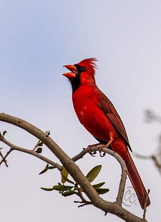 Cardinal in Texas March 2026-8097