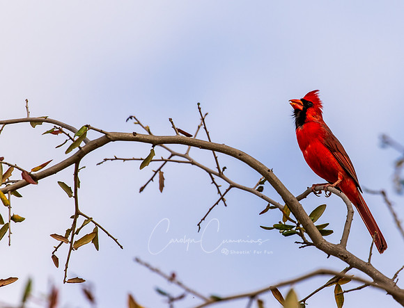 Cardinal in Texas March 2026-8104