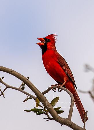 Cardinal in Texas March 2026-8097