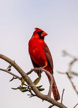 Cardinal in Texas March 2026-8095