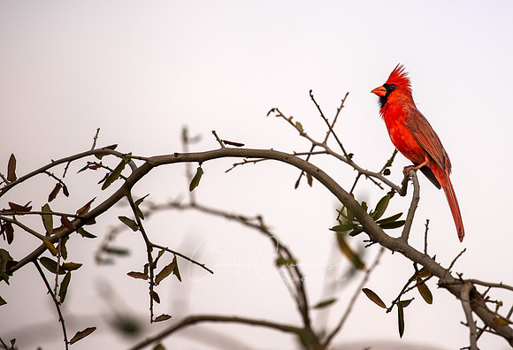 Cardinal in Texas March 2026-8084