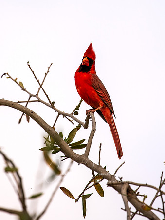 Cardinal in Texas March 2026-8081