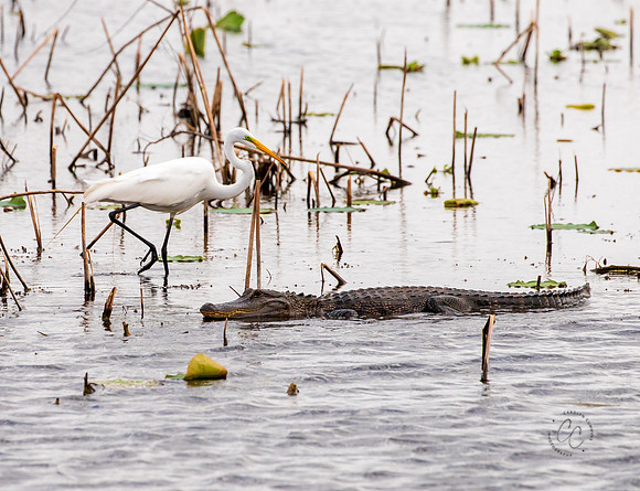 Brazos Bend Wildlife Texas March 2026-8112