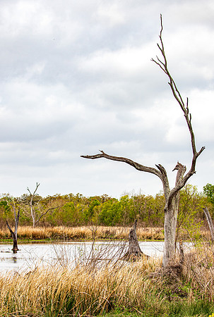 Brazos Bend State Park Texas March 2026-8120