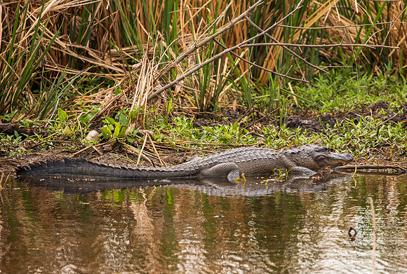 Brazos Bend Alligator Texas March 2026-8115
