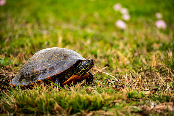Brazos Bend Turtle Texas March 2026-8126