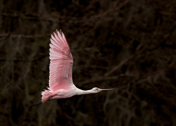 Brazos Bend Spoonbill Texas March 2026-8148