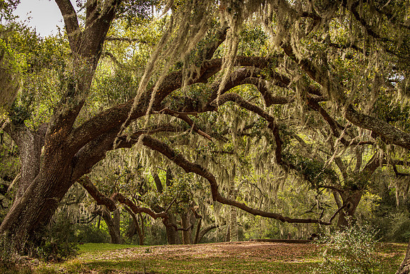 Brazos Bend Live Oak Texas March 2026-8116