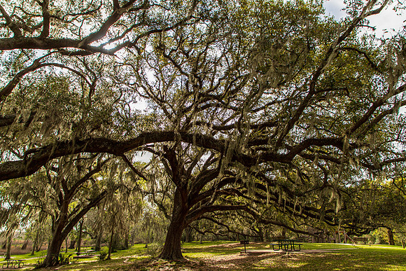 Brazos Bend State Park Texas March 2026-8106