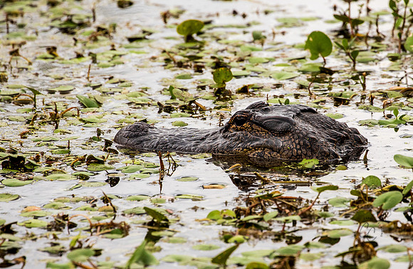 Brazos Bend Alligator Texas March 2026-8150