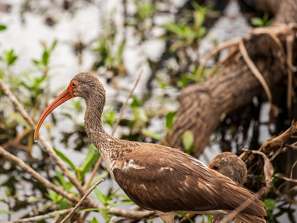 Brazos Bend Bird Texas March 2026-8164