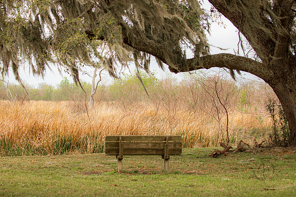 Brazos Bend State Park Texas March 2026-8128
