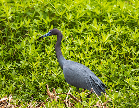 Brazos Bend Bird Texas March 2026-8160