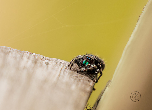 Brazos Bend Spider Texas March 2026-8181-2
