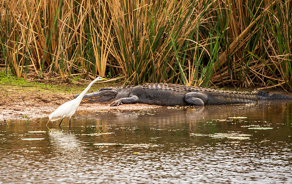 Brazos Bend Wildlife Texas March 2026-8154