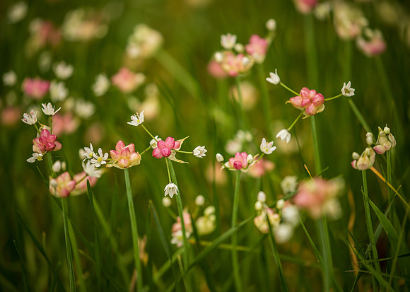 Brazos Bend Wildflowers Texas March 2026-8192
