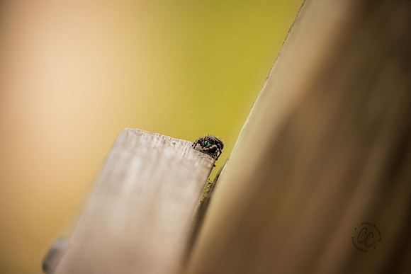 Brazos Bend Spider Texas March 2026-8181