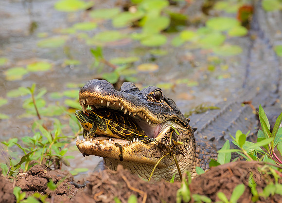 Alligator and Turtle Texas March 2026-8213