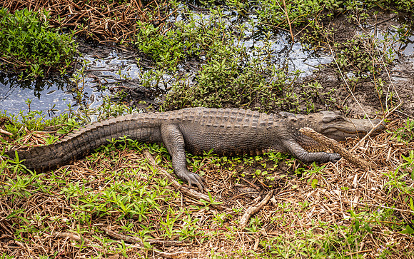 Brazos Bend Texas March 2026-8177