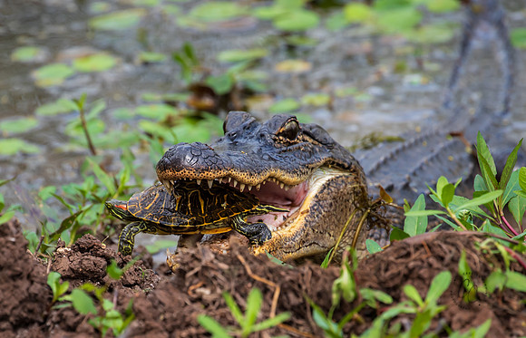 Brazos Bend Texas March 2026-8218