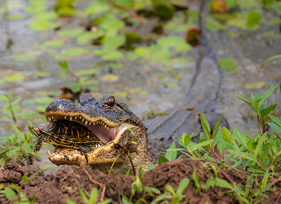 Brazos Bend Alligator Texas March 2026-8215