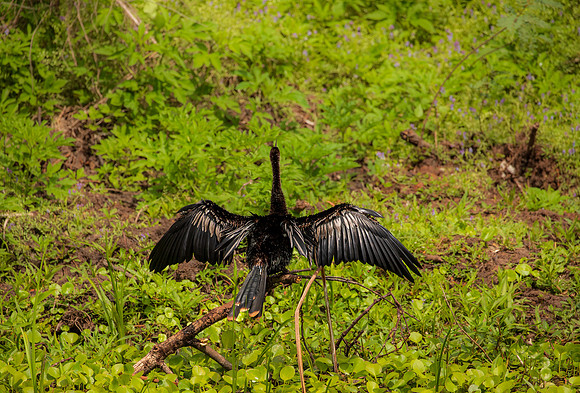 Brazos Bend Bird Texas March 2026-8198