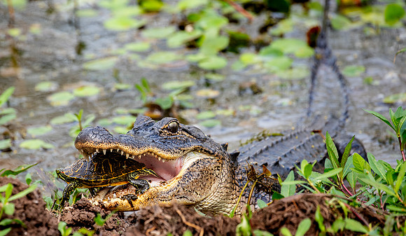 Brazos Bend Texas March 2026-8219