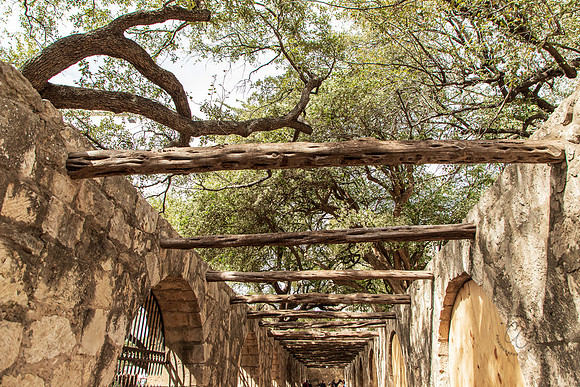 The Alamo Texas March 2026-8304