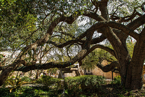 Tree at The Alamo Texas March 2026-8251