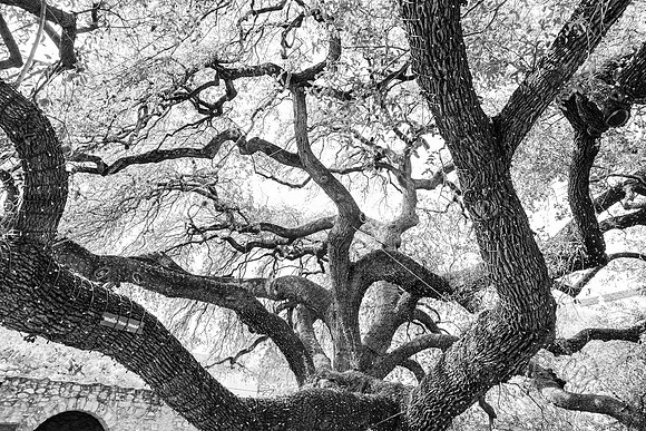 Tree at the Alamo Texas March 2026-8309