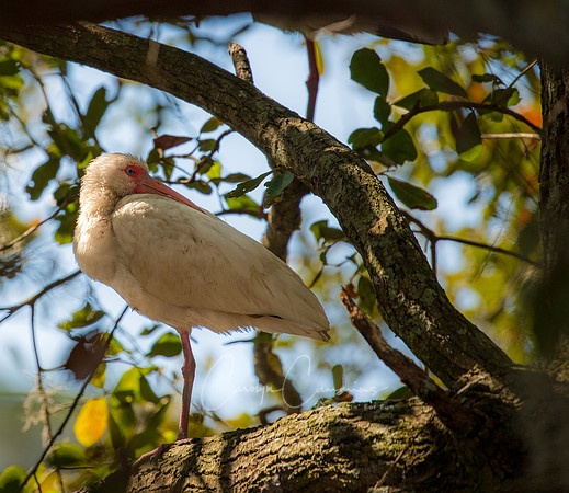 White Ibis South Carolina Feb 2026-7686