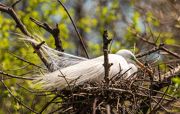 Snowy Egret  South Carolina Feb 2026-7872