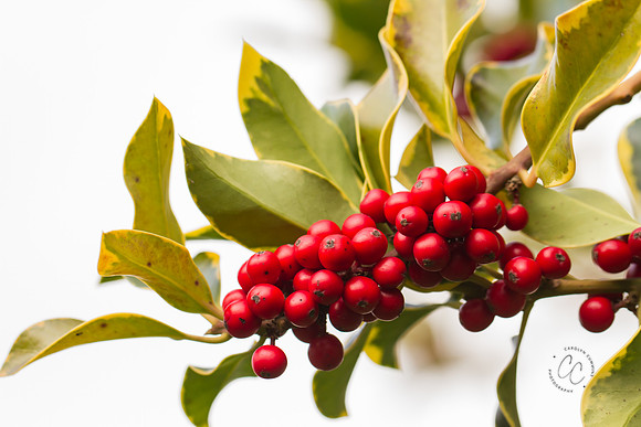 Holly Nov 2016-6648