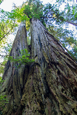 The Redwoods 2015-9573