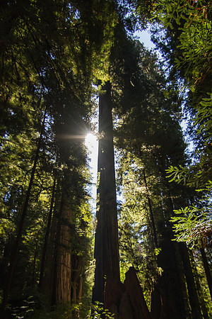 The Redwoods 2015-9578