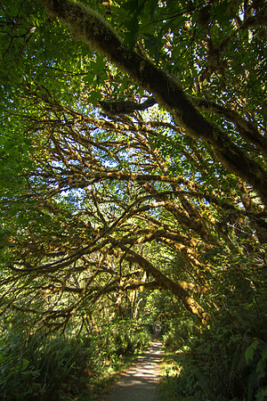 The Redwoods 2015-9585